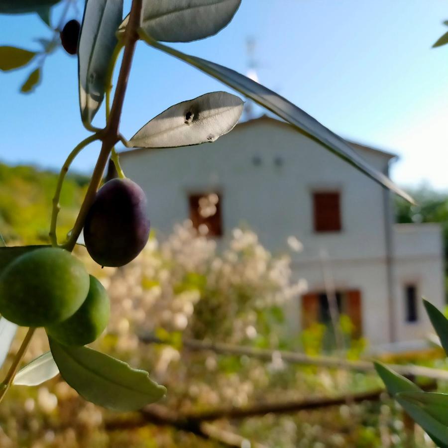 Appartement Ca'Rosei à Monteciccardo Extérieur photo